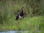 walking Black Stork