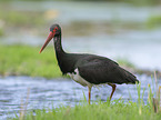 walking Black Stork