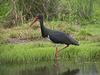 walking Black Stork