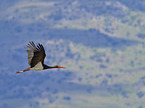 flying Black Stork