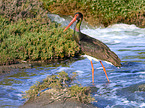 standing Black Stork