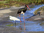 walking Black Stork