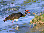 Black Stork