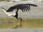 walking Black Stork