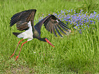 flying Black Stork