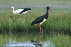 walking Black Stork