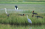 standing Black Storks