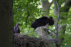 standing Black Storks