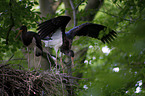 standing Black Storks