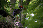 standing Black Storks