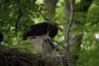 standing Black Stork