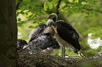 standing Black Storks