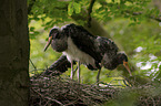 standing Black Storks