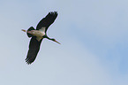 flying Black Stork