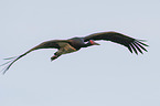 flying Black Stork