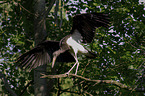 standing Black Stork