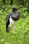 black stork