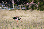 black stork