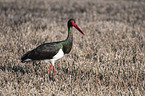 black stork