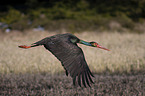 black stork