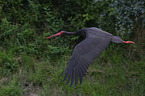 black stork