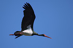 black stork