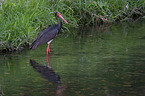 black stork