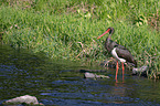 black stork