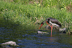 black stork