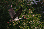 black stork