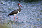 black stork