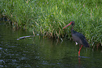 black stork