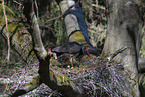 black stork