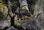 black stork