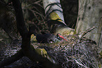 black stork