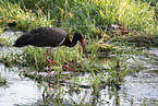 black stork