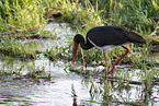 black stork