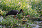 black stork