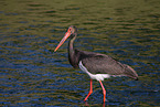 black stork