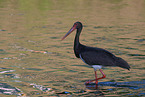 black stork