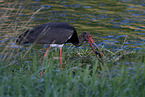 black stork