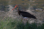 black stork