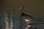 black stork