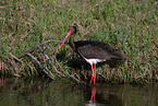 black stork