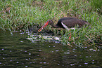 black stork