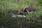 black stork