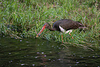 black stork