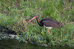 black stork