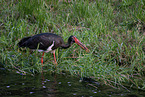 black stork