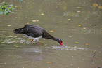 black stork